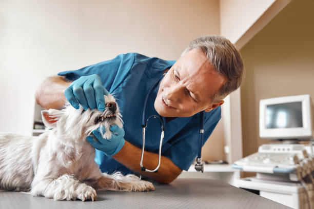 Best Walk-In Emergency Dental Services in Millersburg, PA